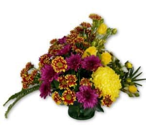 mum-chrysanthemum-gift